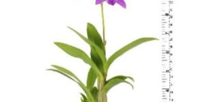 Orchid Flowering Plant