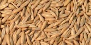 Oats Seeds
