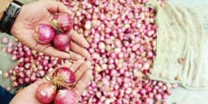 Dry onions - Red and White