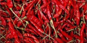 Dried Red Chillies