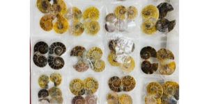 Ammonite Rough Stone