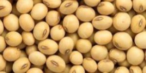 Soya Seed