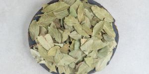 Bay Leaf