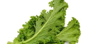 Fresh Mustard Leaves