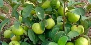 Guava Plant