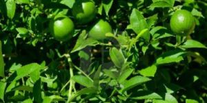 Sweet Lime Plant