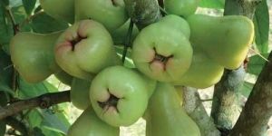 Wax Apple Plant