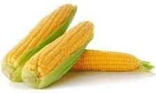 Sweet Corn