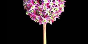 Talwa Artificial Flowers