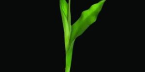 Urausu Artificial Flowers