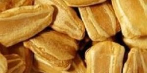 Bottle Gourd Seeds