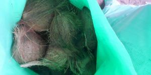 Fresh Semi Husked Coconut