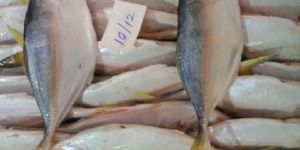 Frozen Yellow Tail Scad Fish