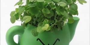 Planting Ceramic Bonsai Pot