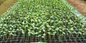 Watermelon Seedlings Plants
