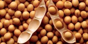 Soybean Seeds