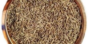 Cumin Seed
