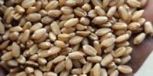 Wheat Seeds
