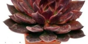 Echeveria Black Prince Succulent Plant