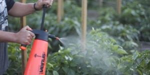 Acetobacter Bio Fertilizer