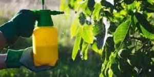Azospirillum Bio Fertilizer