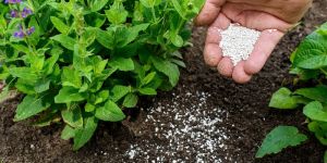 Concentrate Mycorrhizal Fertilizer