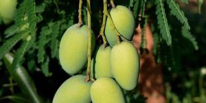 Mango Special Bio Fertilizer