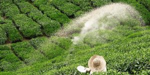 Tea Special Bio Fertilizer