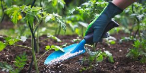 Technical Mycorrhizal Fertilizer