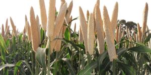 F1 Brahma 1690 Bajra Seeds