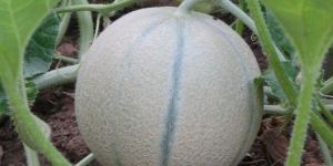 Hybrid Muskmelon Seeds