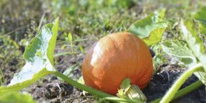 Hybrid Pumpkin Seeds