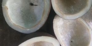 Copra Coconut
