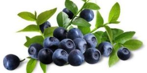 Bilberry Extract
