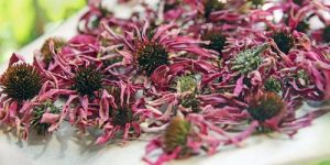 Echinacea Dry Flowers