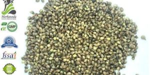 Hemp Bhang Seeds