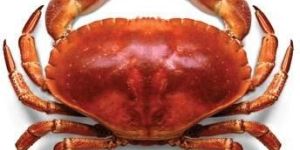 Sea Crab