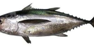 Tuna Fish