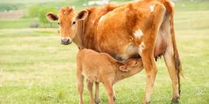 Digest Plus Ruminants