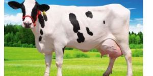 Re - Ferrol Iron Tonic