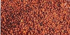 Finger Millet Seeds