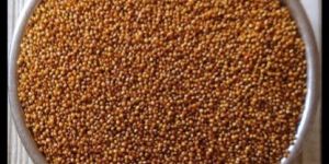 Organic Kodo Millet