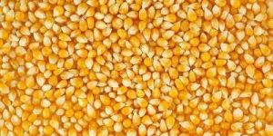 Yellow Corn Maize