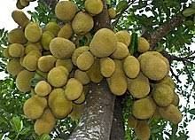 Green Jackfruit