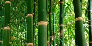 BAMBOO CONTRACT FARMING