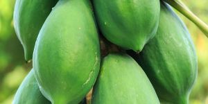 Papaya Contract Farming