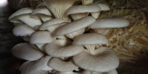 Oyster Mushroom
