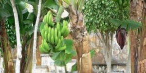 Banana Plants