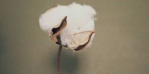 Raw Cotton