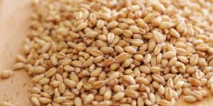 Wheat Seeds